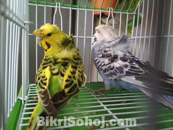 Budgerigar